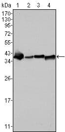 Monoclonal Mouse anti-Human NPM2 Antibody (clone 7H10B9, IHC, IF, WB)