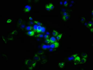 Sprouty 4 / SPRY4 Antibody