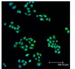 IHC-plus™ MAP2K1 / MKK1 / MEK1 Antibody (N-Terminus)