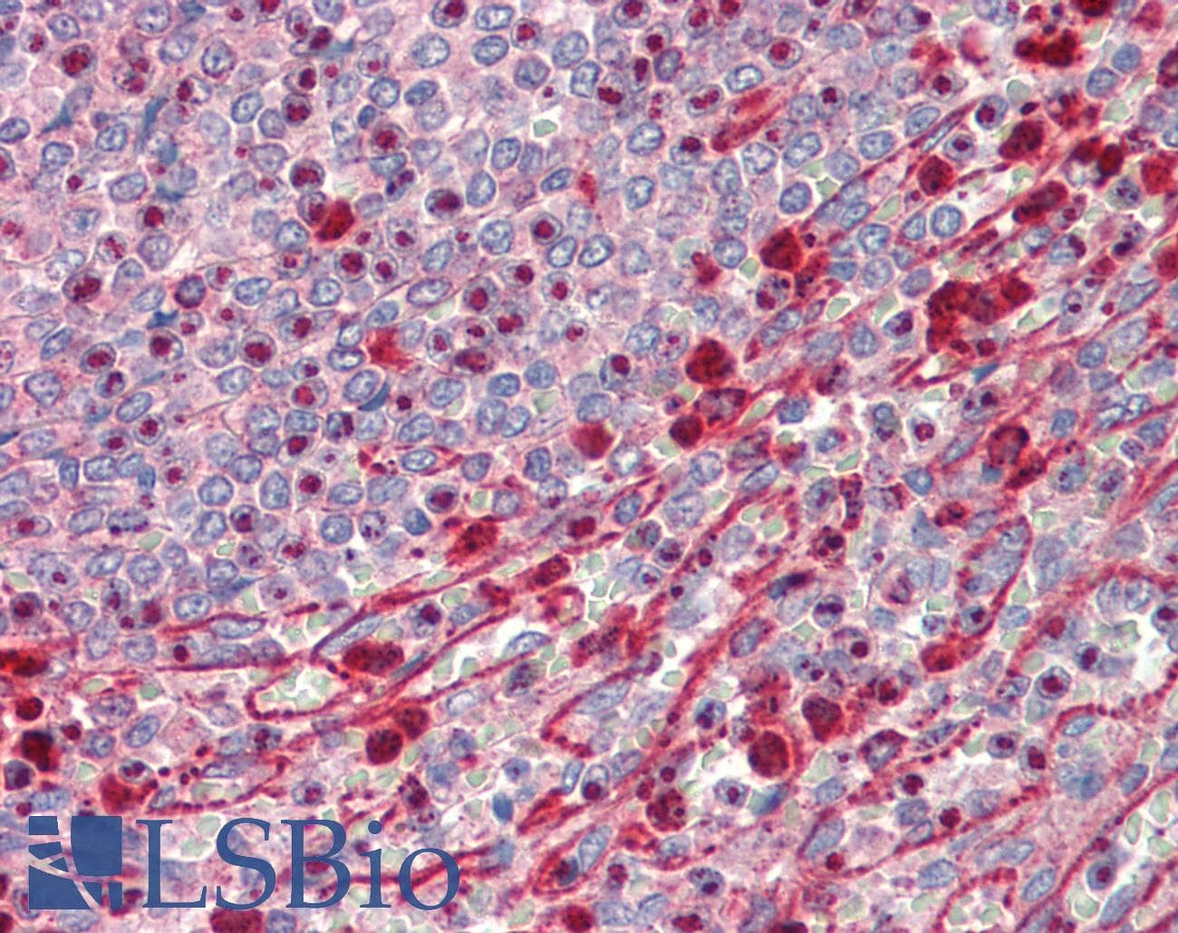 IHC-plus™ MEK1 + MEK2 Antibody (aa189-238)