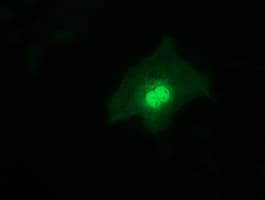 RFXANK Antibody (clone OTI2C6, Carrier-free)