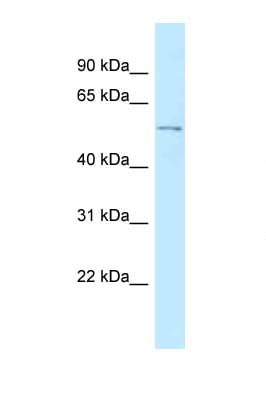 RGMB Antibody (C-Terminus)