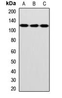 INVS / Inversin Antibody