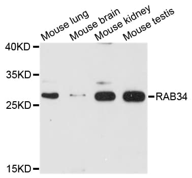RAB34 Antibody
