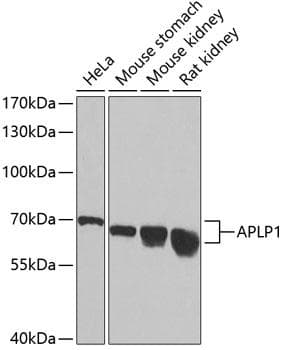 APLP1 / APLP-1 Antibody