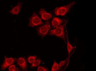 IL-10 Antibody