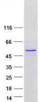 Human C8orf58 Protein (Recombinant Myc-DDK (Flag))