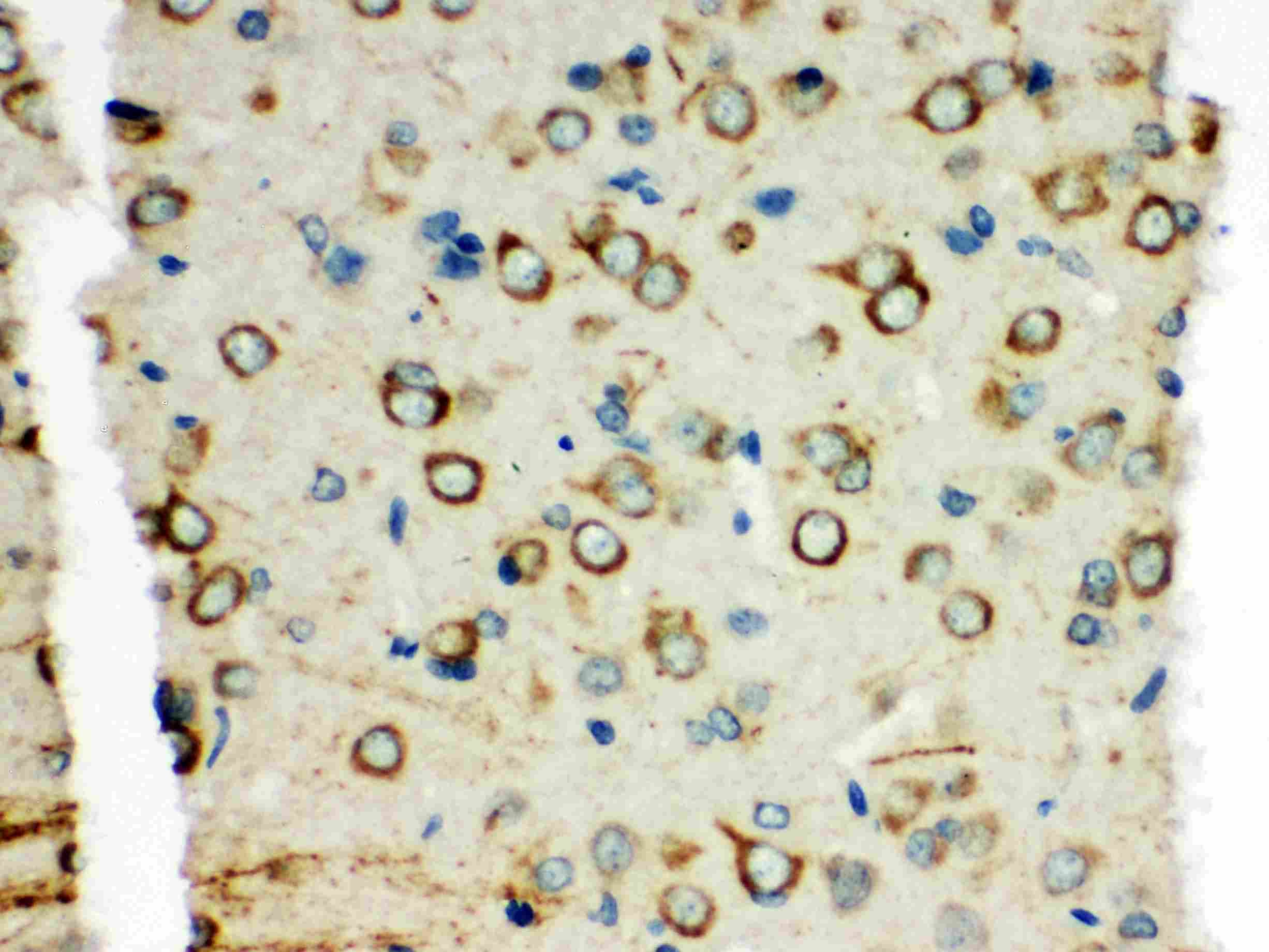 XRCC3 Antibody (aa290-305)