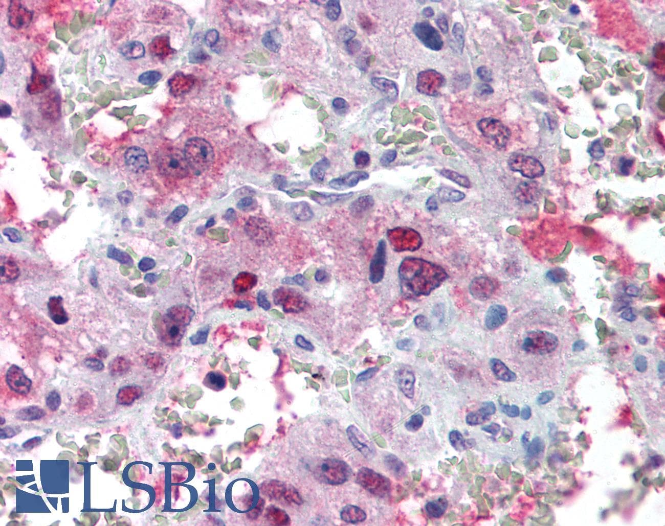 PathPlus™ AVPR1B Antibody (N-Terminus)