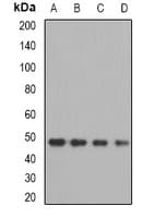 OXA1L / OXA1 Antibody