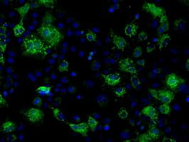 FAHD2A Antibody (clone OTI6D9)
