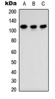 Polyclonal Rabbit anti-Human TSHZ3 Antibody (Internal, WB)
