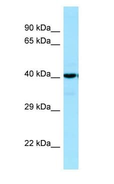 SUCLA2 Antibody (aa289-338)