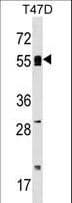 POLA2 / DNA Polymerase Alpha 2 Antibody (aa212-240)