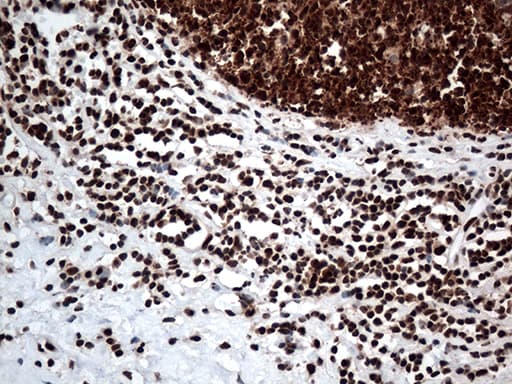 KARS Antibody (clone OTI1E7, Carrier-free)