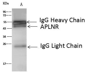 APLNR/ Apelin Receptor / APJ Antibody (Preservative Free)