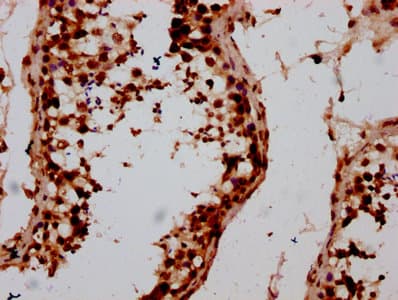 HIST1H2AI Antibody