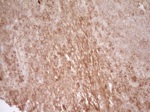 CD40 Antibody (aa21-166, clone OTI8B8)