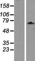 WDPCP / FRITZ Protein (Over-Expression Lysate Myc-DDK (Flag))