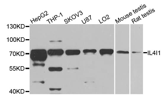 FIG1 / IL4I1 Antibody