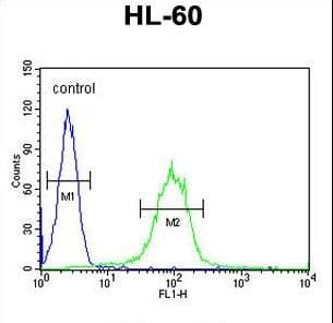 Polyclonal Rabbit anti-Human CHST2 Antibody (aa309-335, WB)