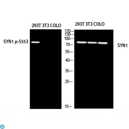 SYN1 / Synapsin 1 Antibody