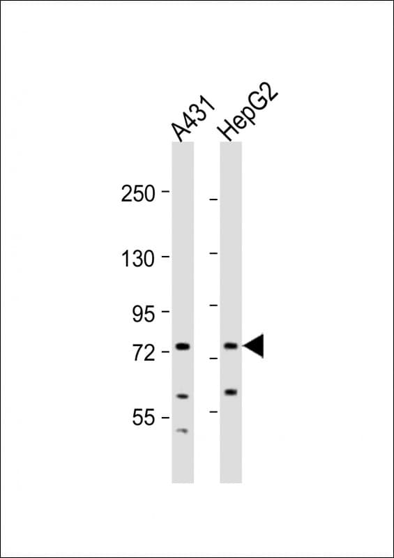 XPNPEP2 Antibody (aa373-407)