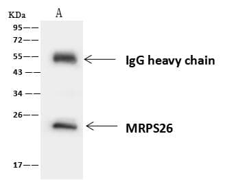 Polyclonal Rabbit anti-Human MRPS26 Antibody (IHC, IF, WB)