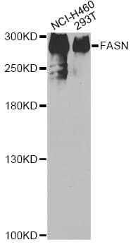 PathPlus™ FASN / Fatty Acid Synthase Antibody