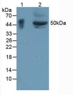 GPA33 / A33 Antibody (aa22-235, APC)