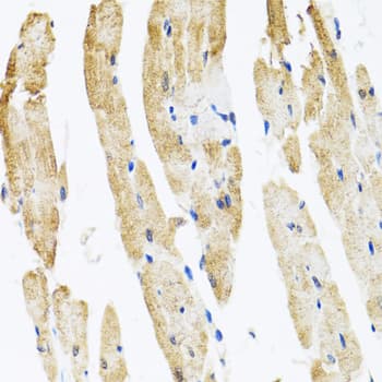 Polyclonal Rabbit anti-Human COPB2 / Beta-COP Antibody (IHC, IF, WB)