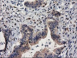 MEF2C Antibody (clone OTI4F7)
