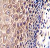CCDC97 Antibody (aa241-269)