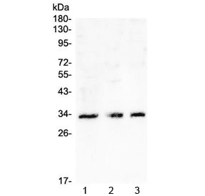 CD32A Antibody