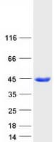Human ASNA1 Protein (Recombinant Myc-DDK (Flag))