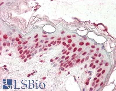 IHC-plus™ Monoclonal Mouse anti-Human DDX39B / UAP56 Antibody (clone 2E4, IHC, IF, WB)