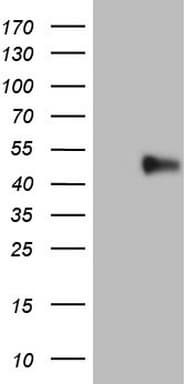 PD-L2 / PDCD1LG2 / CD273 Antibody (clone OTI10G2)