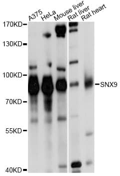 SNX9 / WISP Antibody