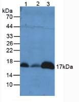 PRDX5 / Peroxiredoxin 5 Antibody (aa49-210)