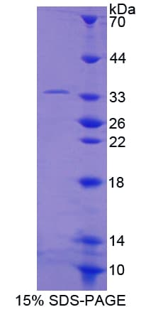 Human RAPGEF1 Protein (Recombinant His-T7)