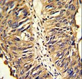PDIA3 / ERp57 Antibody (aa192-220)