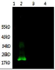 IL6 / Interleukin 6 Antibody (clone 1B1-B10-D2, Preservative Free, Biotin)