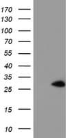 NANP Antibody (clone OTI4D11)
