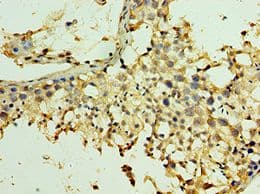 SPAG5 / MAP126 Antibody (aa1-300)