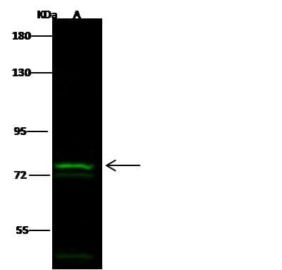 TLE1 / TLE 1 Antibody (Preservative Free)