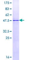 Human RALB Protein (Recombinant GST)
