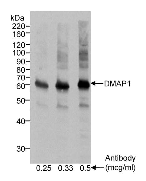 DMAP1 Antibody (aa400-450)