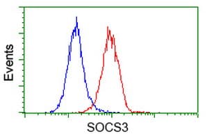 Monoclonal Mouse anti-Human SOCS3 Antibody (clone OTI6F3, WB)