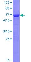Human TOLLIP Protein (Recombinant GST)