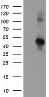 SERPINE2 / Nexin Antibody (clone OTI3B12)